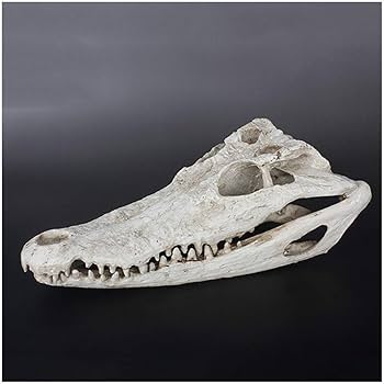 高品質　29ｃｍ！シャムワニの頭骨 ☆即納☆高品質 美！ シャムワニの全身骨格標本☆ - 頭骨・骨格